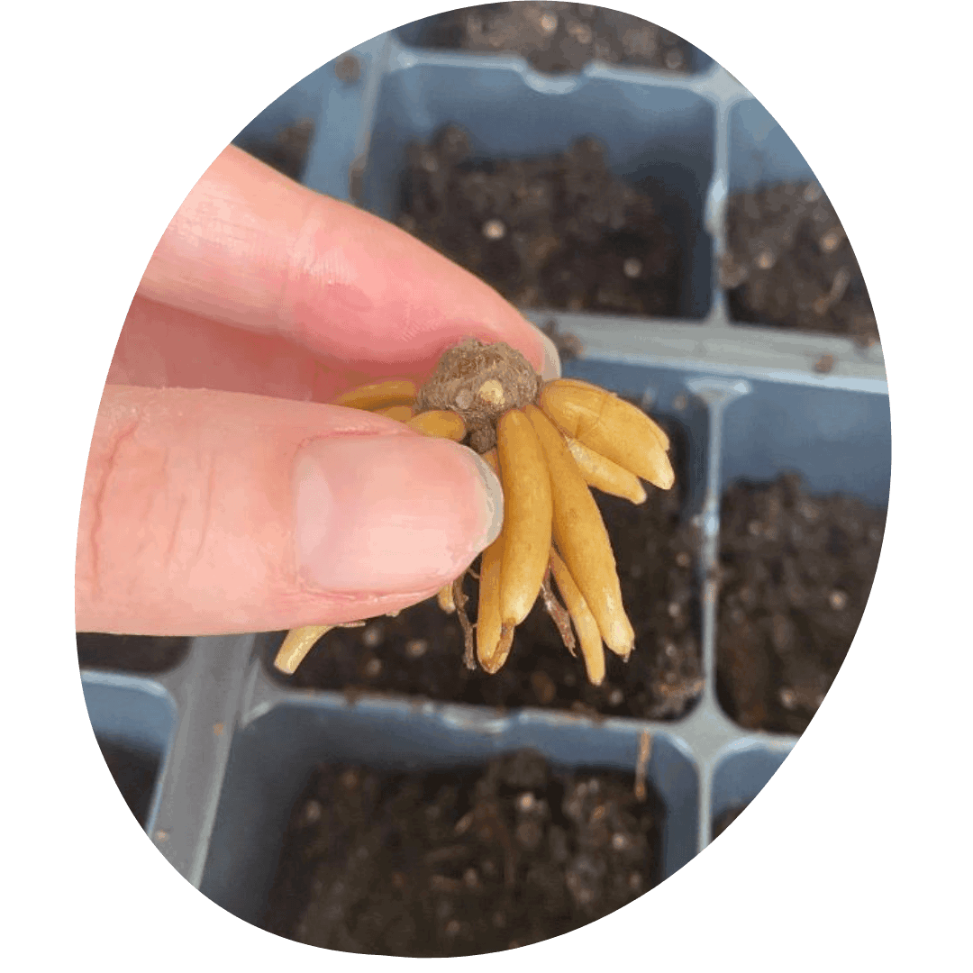 Ranunculus corm held above cell sheet filled with soil